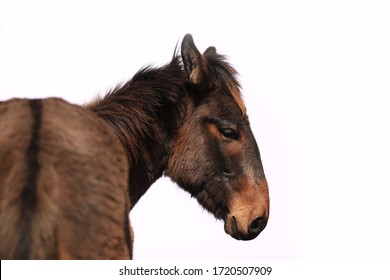 Mule Horse Donkey On White Background