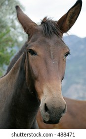 mule with one ear forward and one ear back