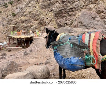 Mule at Sidi Chamharouch, a pre-islamic marabou shrine in the High Atlas Mountains on the way to Djebel Toubkal, Morocco.