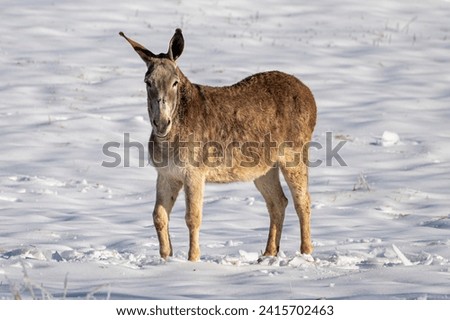 Mule standing in the snow