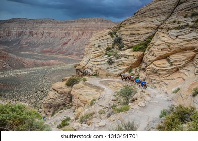 Mule train carrying mail, goods, and visitor packs to Supai Village and Havasu Falls.