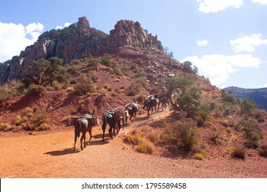 Mule Grand Canyon