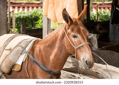 Mule, typical pack animal used in Colombian farms - Equus asinus × Equus caballus
