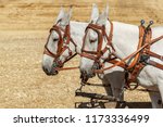 Mules are harnessed to pull a wagon at the Colfax threshing bee in Colfax, Washington.
