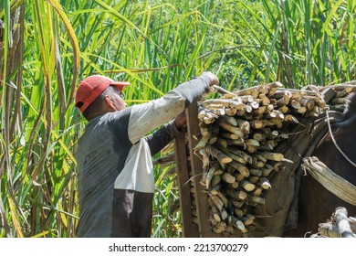 Muleteer Working In The Sunshine Of A Summer Day, Loading His Mule With Freshly Cut Sugar Cane, Ready To Be Processed Into Panela. Man From The Escopetera And Pirza Indigenous Reservation At Work.