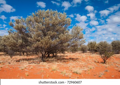 Mulga (Acacia Aneura) In Red Sand, Outback Australia