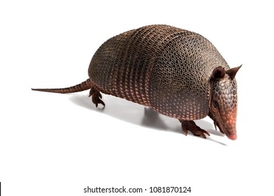 Mulita, Armadillo Of Six Bands, On To White Background.