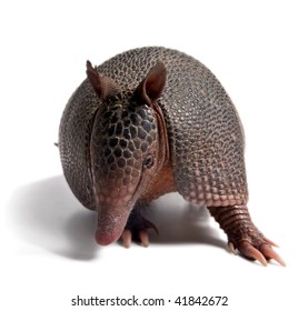 Mulita, Armadillo Of Six Bands, On To White Background.