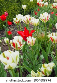 Mulitcolored tulips in bloom in Holland Michigan