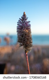 Mulla Mulla Wild Flower On The Dampier Peninsula