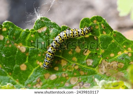 Mullein Cucullia verbasci Caterpillars feeding on garden flower leaves .