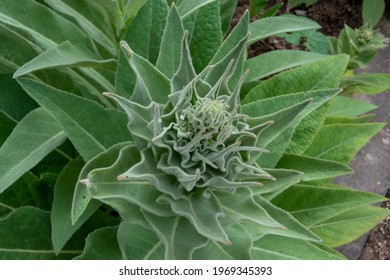 The mullein, Verbascum, is a biennial medicinal plant. The mullein is usually added to cough tea mixtures. - Shutterstock ID 1969345393