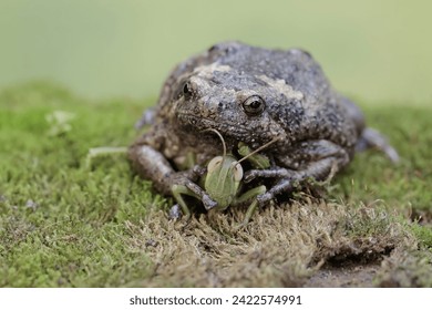 A Muller's narrow mouth frog is ready to prey on a praying mantis. This amphibian has the scientific name Kaloula baleata.