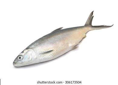 Mullet Fish On White