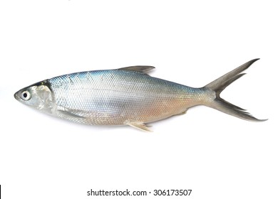 mullet fish on white background