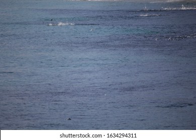 Mullet Migration Being Interrupted By Hungry Tarpon Off Juno Beach, Florida