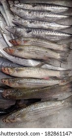 Mullet / Mugilidae Fish Sold In Market