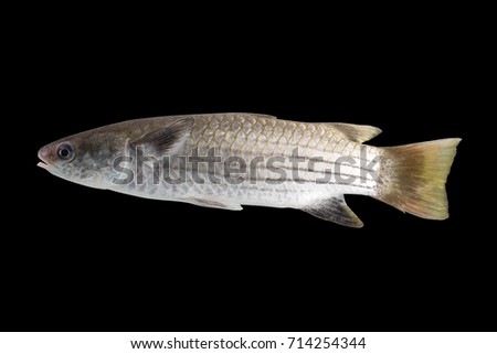 Mullet on dark background
Flathead Grey Mullet (Mugil cephalus),Grey Mullet, Striped Grey Mullet,