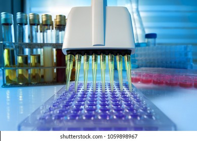 Multi channel pipette loading biological samples in microplate for test in the laboratory / Multichannel pipette load samples in pcr microplate with 96 wells 