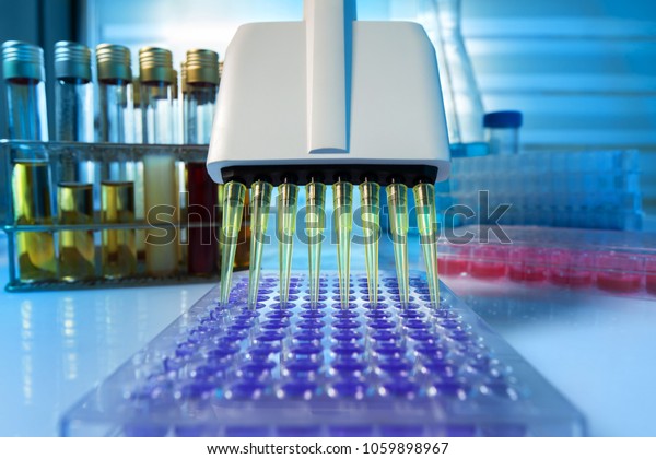 Multi channel pipette loading\
biological samples in microplate for test in the laboratory /\
Multichannel pipette load samples in pcr microplate with 96 wells\
