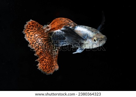 Multi color guppy fish (Poecilia reticulata) isolated on black background.