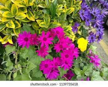 Multi Color Leaf
