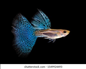 273 Grass tailed guppy Images, Stock Photos & Vectors | Shutterstock