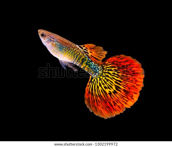 Multi Color Poecilia Reticulata On Black Stock Photo 1302199972 ...