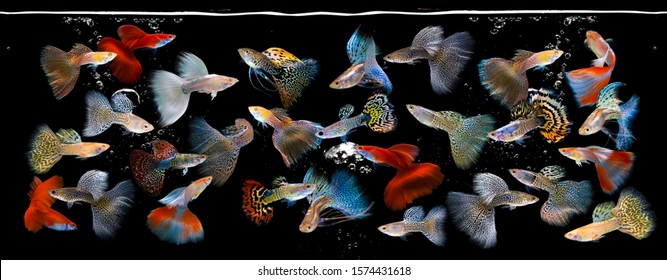 Multi color Poecilia reticulata,on black background,platinum guppy fish