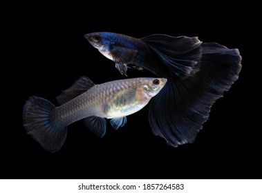 Multi color Poecilia reticulata,on black background with clipping path, platinum guppy fish