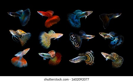 588 Poecilia wingei Images, Stock Photos & Vectors | Shutterstock