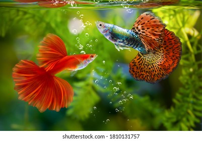 Multi color Poecilia reticulata,on nature background,platinum guppy fish - Powered by Shutterstock