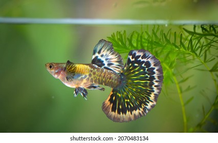 Multi color Poecilia reticulata,on nature background with clipping path,platinum guppy fish.red dragon guppy fish - Shutterstock ID 2070483134