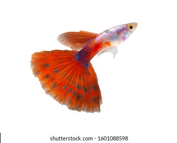 Multi Color Poecilia Reticulataon White Background Stock Photo ...