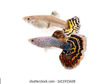 Multi color Poecilia reticulata,on white background with clipping path, platinum guppy fish