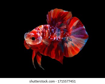 Multi Color Siamese Fighting Fish(candy Nemo),red And Blue Dragon Fighting Fish,Betta Splendens,on Black Background With Clipping Path