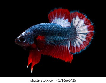 Multi Color Siamese Fighting Fish(candy Nemo),red And Blue Dragon Fighting Fish,Betta Splendens,on Black Background With Clipping Path