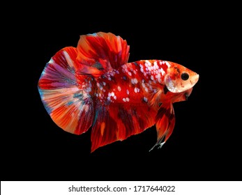 Multi Color Siamese Fighting Fish(candy Nemo),red And Blue Dragon Fighting Fish,Betta Splendens,on Black Background With Clipping Path