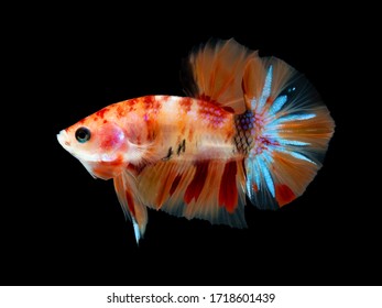 Multi Color Siamese Fighting Fish(candy Nemo),red And Blue Dragon Fighting Fish,Betta Splendens,on Black Background With Clipping Path