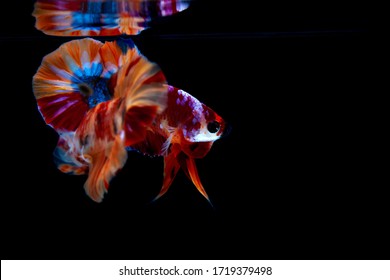 Multi Color Siamese Fighting Fish(candy Nemo),red And Blue Dragon Fighting Fish,Betta Splendens,on Black Background