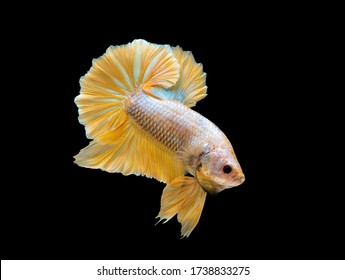 Multi Color Siamese Fighting Fish(candy Nemo),red And Blue Dragon Fighting Fish,Betta Splendens,on Black Background With Clipping Path