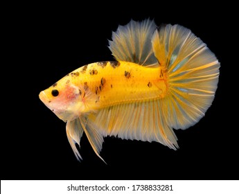 Multi Color Siamese Fighting Fish(candy Nemo),red And Blue Dragon Fighting Fish,Betta Splendens,on Black Background With Clipping Path