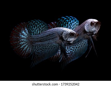 Multi Color Siamese Fighting Fish(candy Nemo),red And Blue Dragon Fighting Fish,Betta Splendens,on Black Background