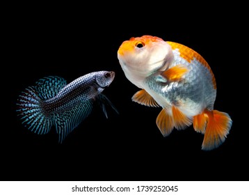 Multi Color Siamese Fighting Fish(candy Nemo),red And Blue Dragon Fighting Fish,Betta Splendens,on Black Background