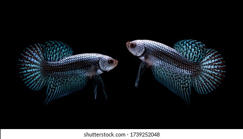 Multi Color Siamese Fighting Fish(candy Nemo),red And Blue Dragon Fighting Fish,Betta Splendens,on Black Background