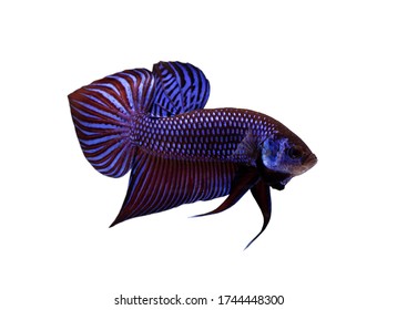 Multi Color Siamese Fighting Fish(candy Nemo),red And Blue Dragon Fighting Fish,Betta Splendens,on White Background With Clipping Path