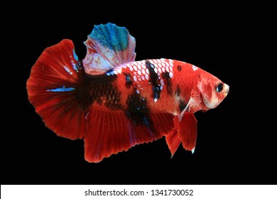 47,626 Giant fish Images, Stock Photos & Vectors | Shutterstock