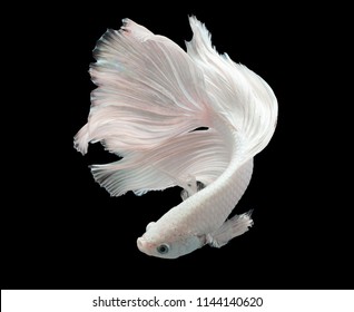 Multi color Siamese fighting fish(Rosetail)(half moon fancy),White fighting fish,Betta splendens,on black background with clipping path