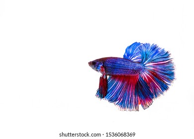 Multi color Siamese fighting fish(Rosetail)(half moon),fighting fish,Betta splendens also sometimes colloquially known as the Betta is one of the most popular aquarium fish,on White Background
