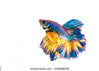 Multi color Siamese fighting fish(Rosetail)(half moon),fighting fish,Betta splendens also sometimes colloquially known as the Betta is one of the most popular aquarium fish,on White Background
